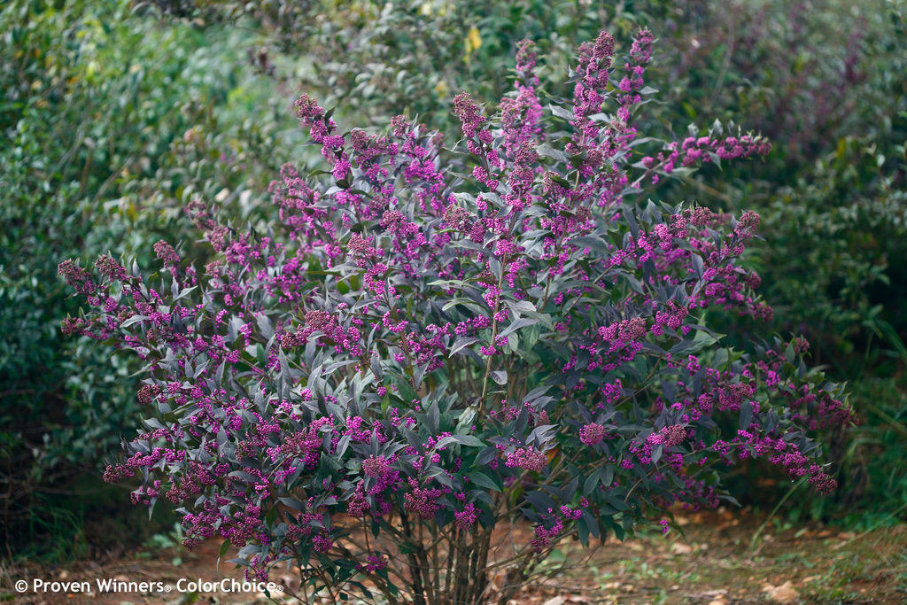 Callicarpa x ‘Pearl Glam’®    PP28312