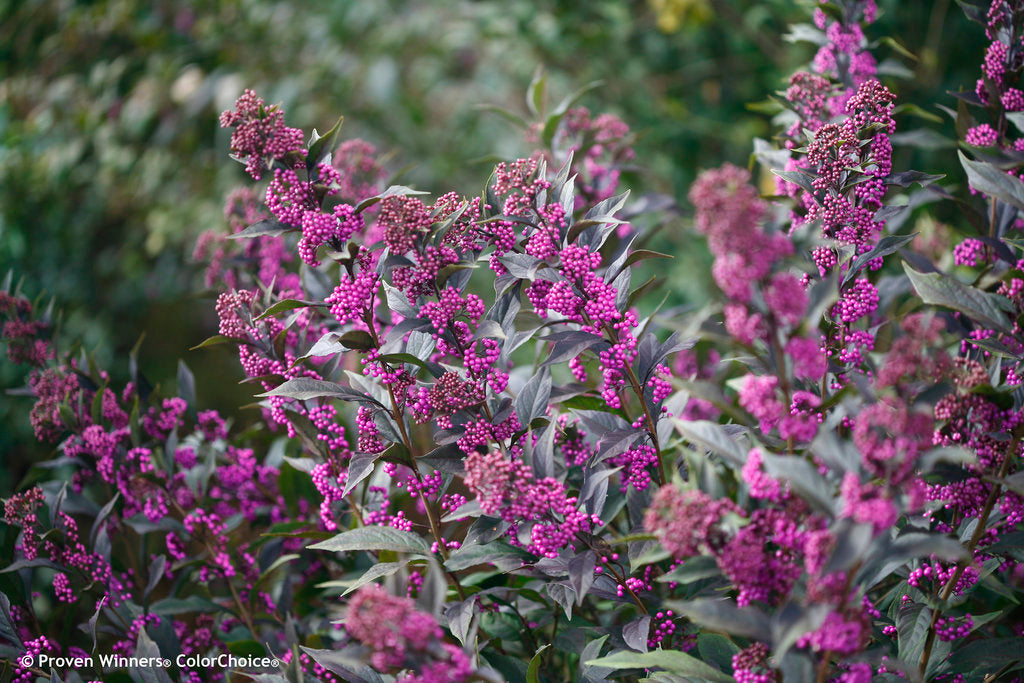 Callicarpa x ‘Pearl Glam’®    PP28312