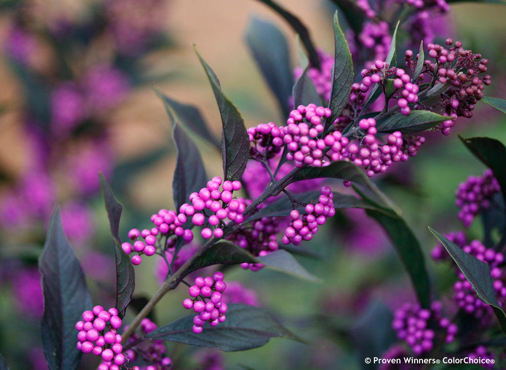 Callicarpa x ‘Pearl Glam’®    PP28312