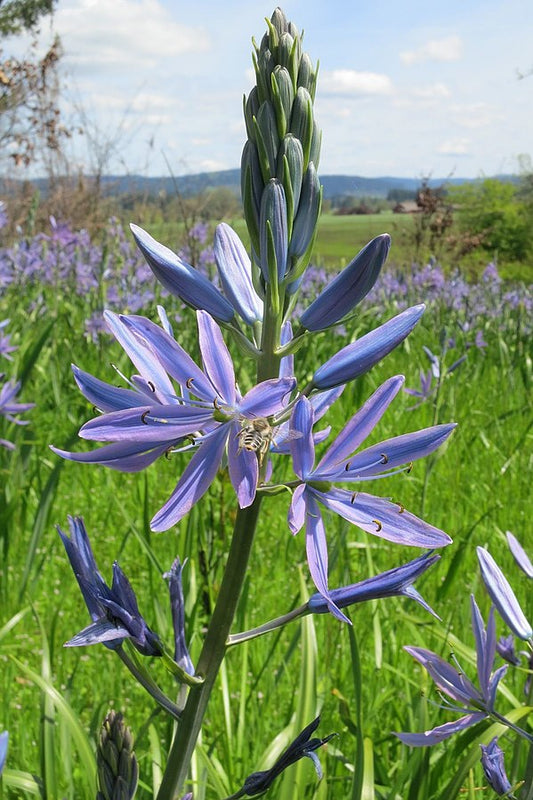 Camassia leichtlinii 'Caerulea'