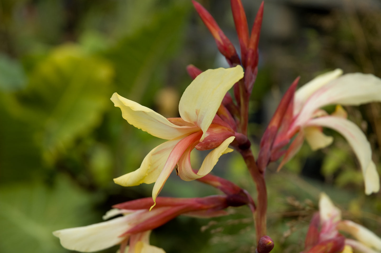 Canna glauca 'Panache'