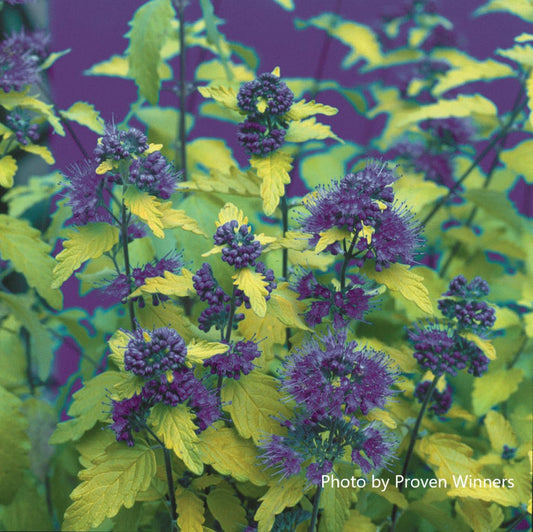 Caryopteris incana Sunshine Blue®