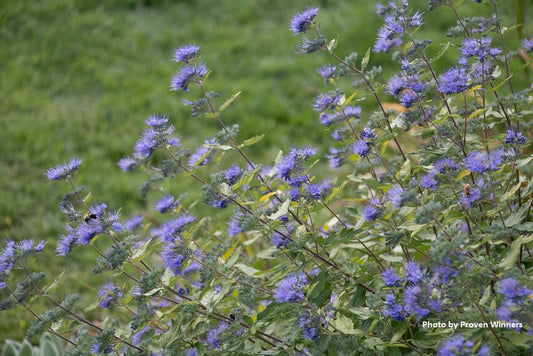 Caryopteris incana Sunshine Blue®