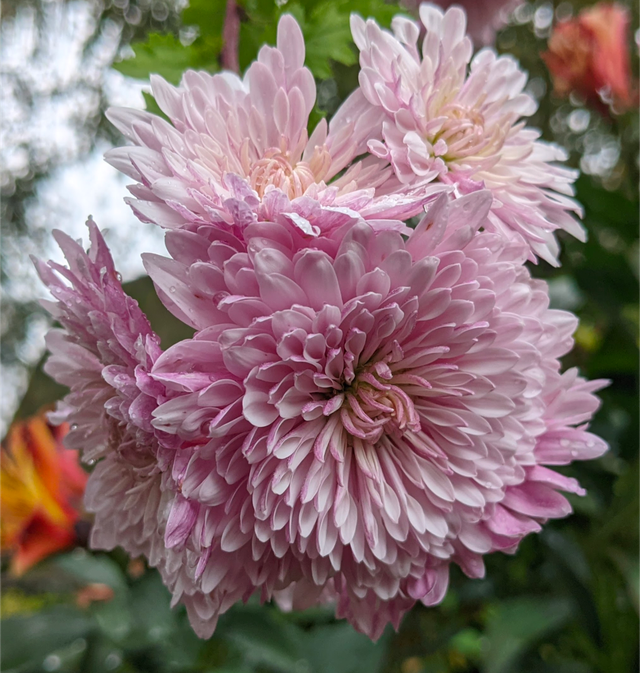 Chrysanthemum ‘Emperor of China’