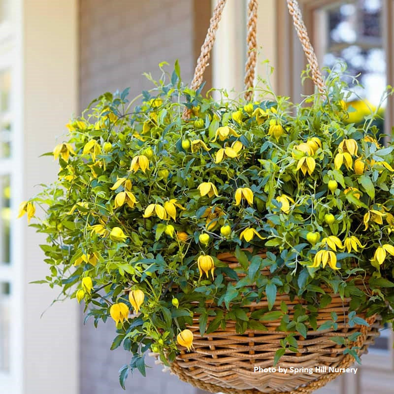 Clematis tangutica ‘Little Lemons’