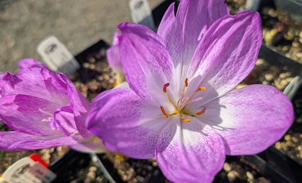 Colchicum ‘Disraeli’