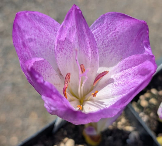 Colchicum ‘Disraeli’