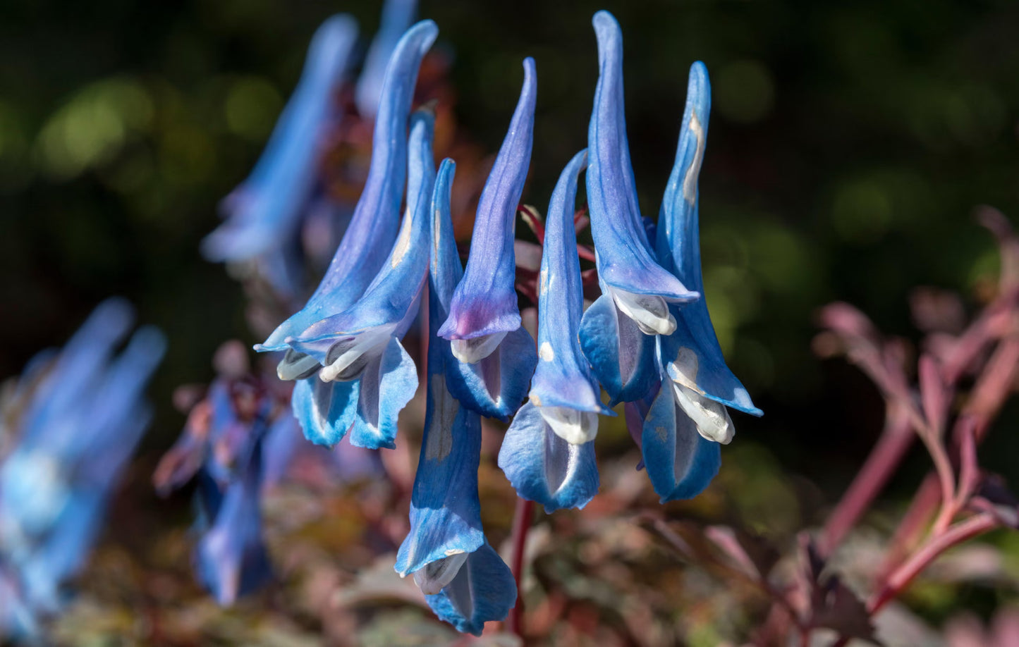 Corydalis curviflora var. rosthornii ‘Blue Heron’