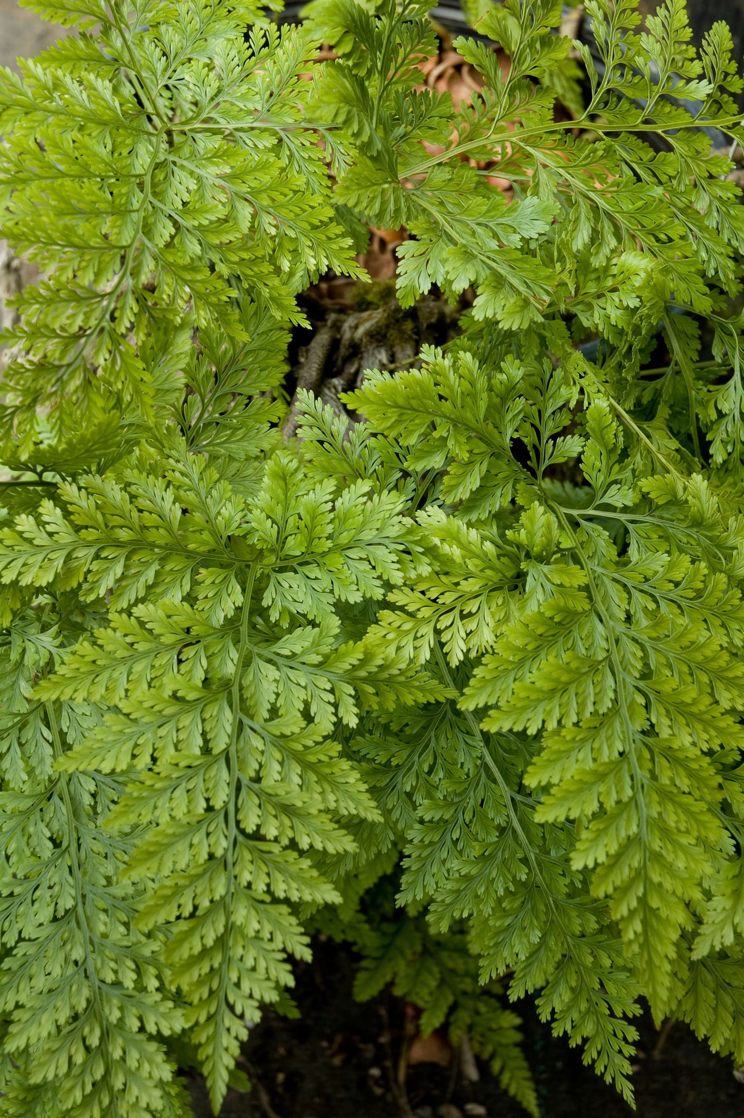 Davallia mariesii “Korea Rocks”