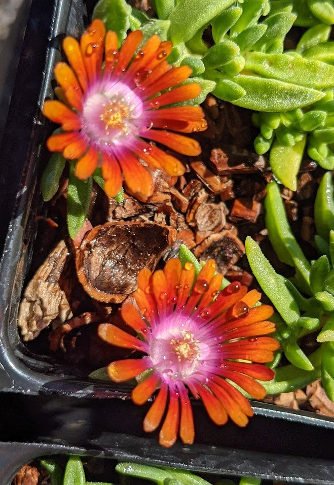 Delosperma Fire Spinner®