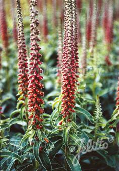 Digitalis parviflora 'Milk Chocolate'