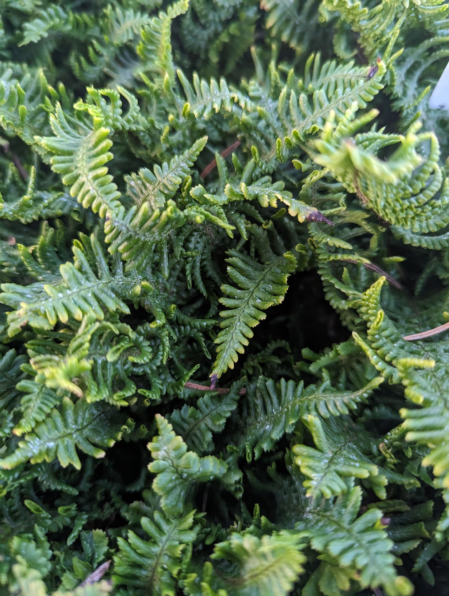 Dryopteris affinis crispa ‘Congesta’