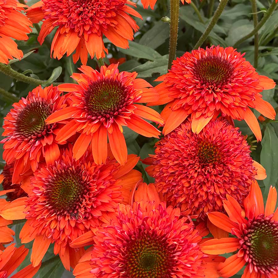 Echinacea ‘Moab Sunset’ PPAF