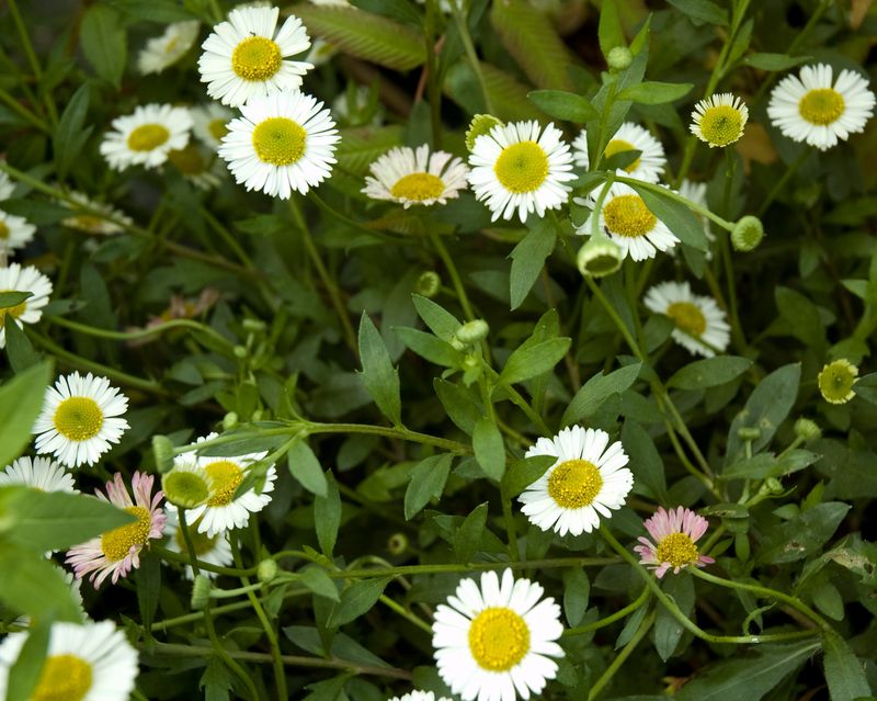 Erigeron karvinskianus ‘Profusion’