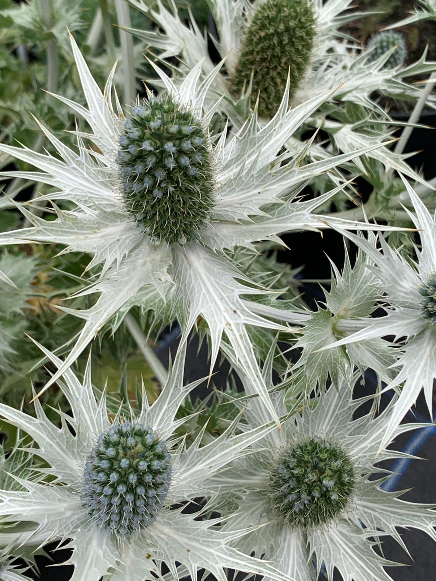 Eryngium giganteum 'Silver Ghost'