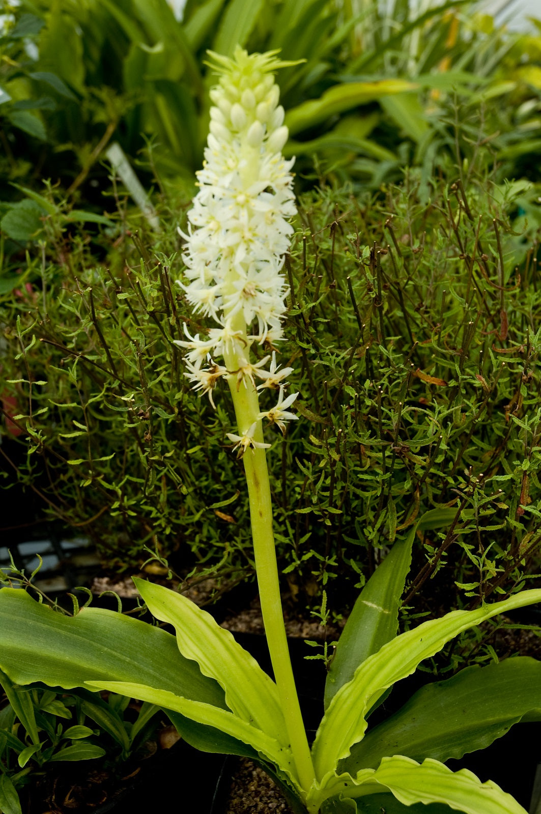 eucomis pineapple plant Eucomis zambesiaca – Secret Garden Growers