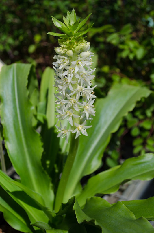 Eucomis zambesiaca