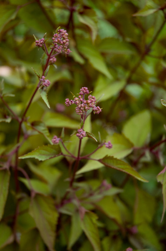 Eupatorium rugosum ‘Chocolate’