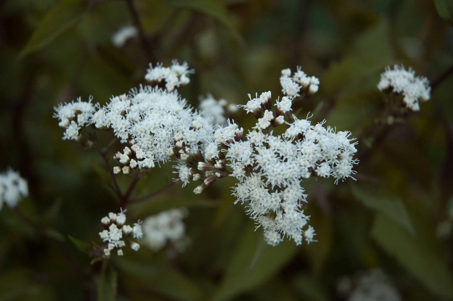 Eupatorium rugosum ‘Chocolate’