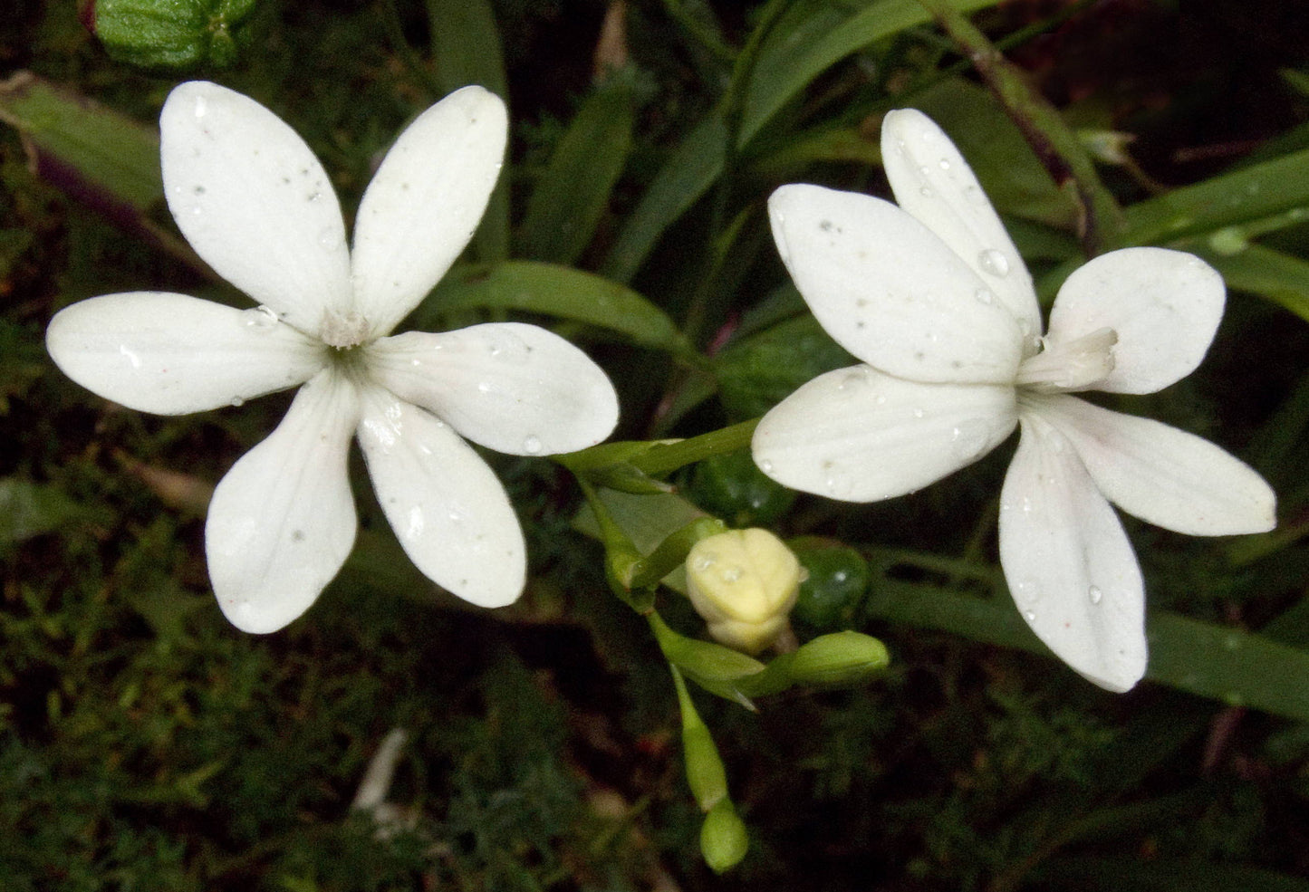 Anomatheca laxa ‘Alba’