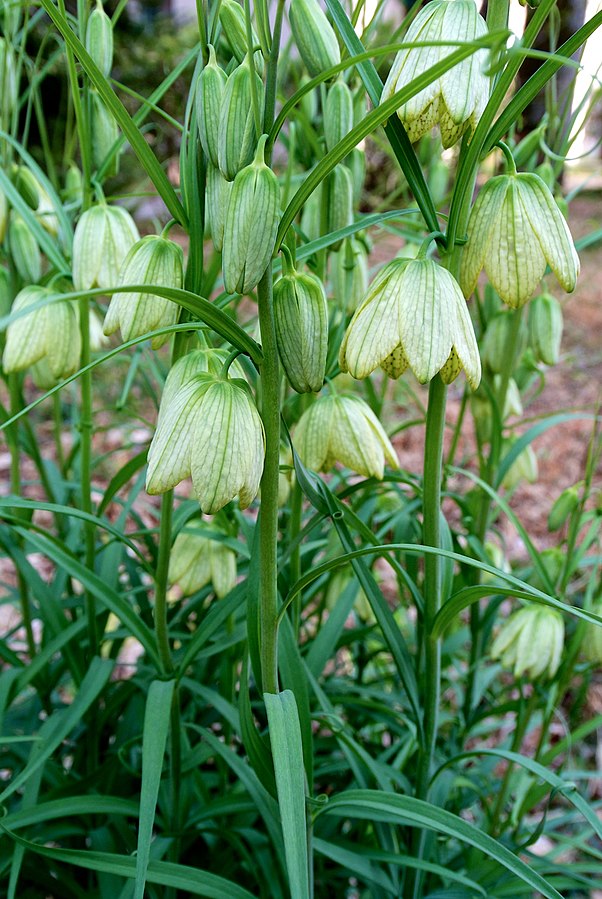 Fritillaria verticillata