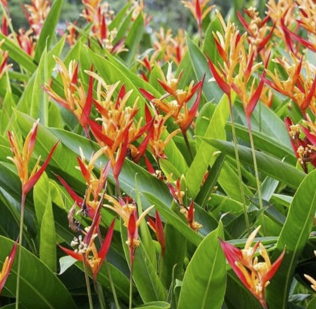 Heliconia schiedeana