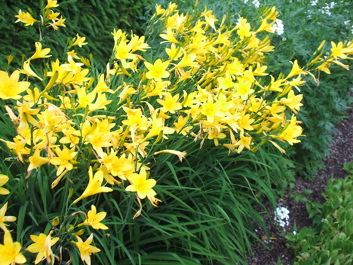 Hemerocallis lilioasphodelus