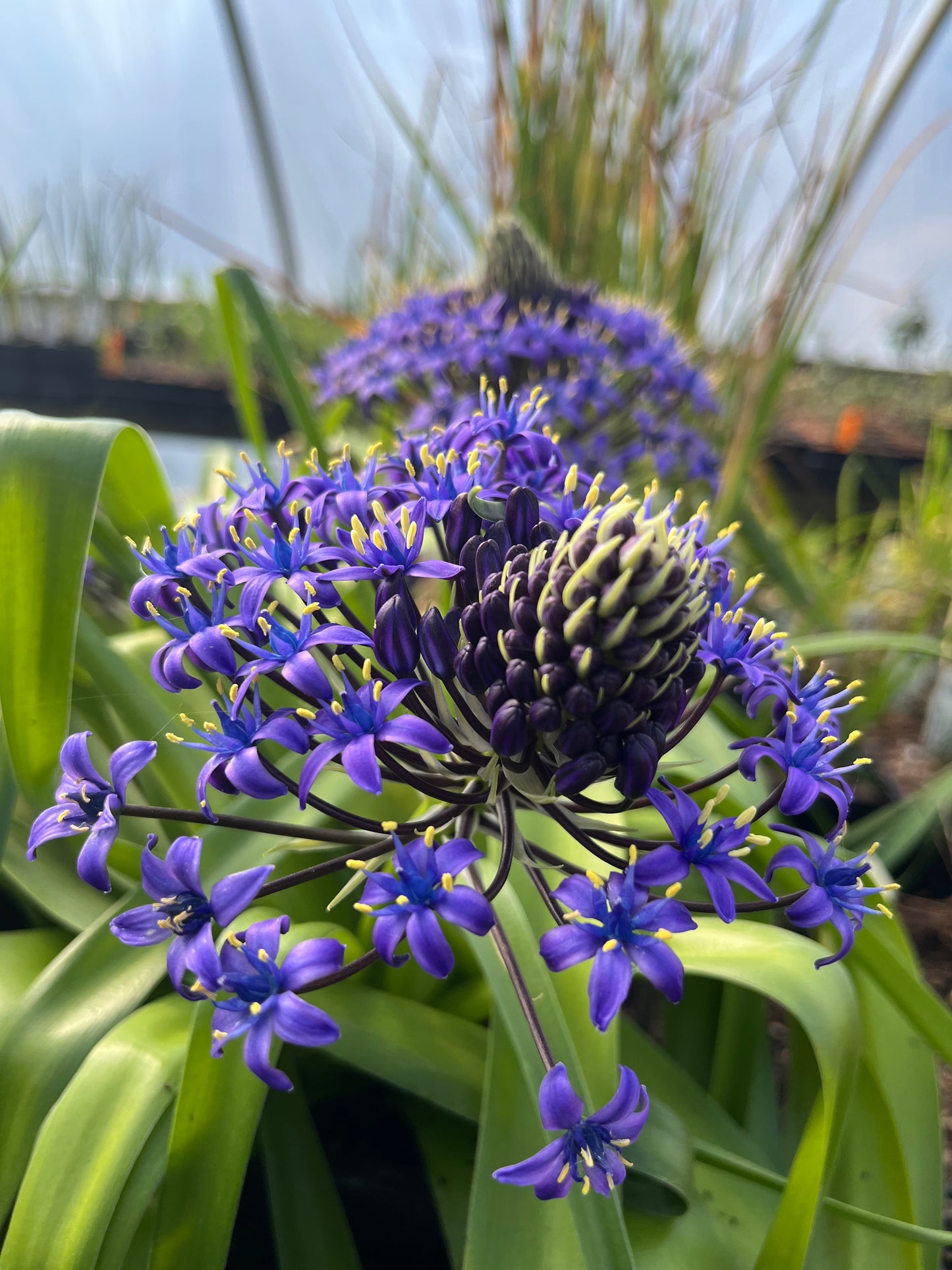 Scilla peruviana