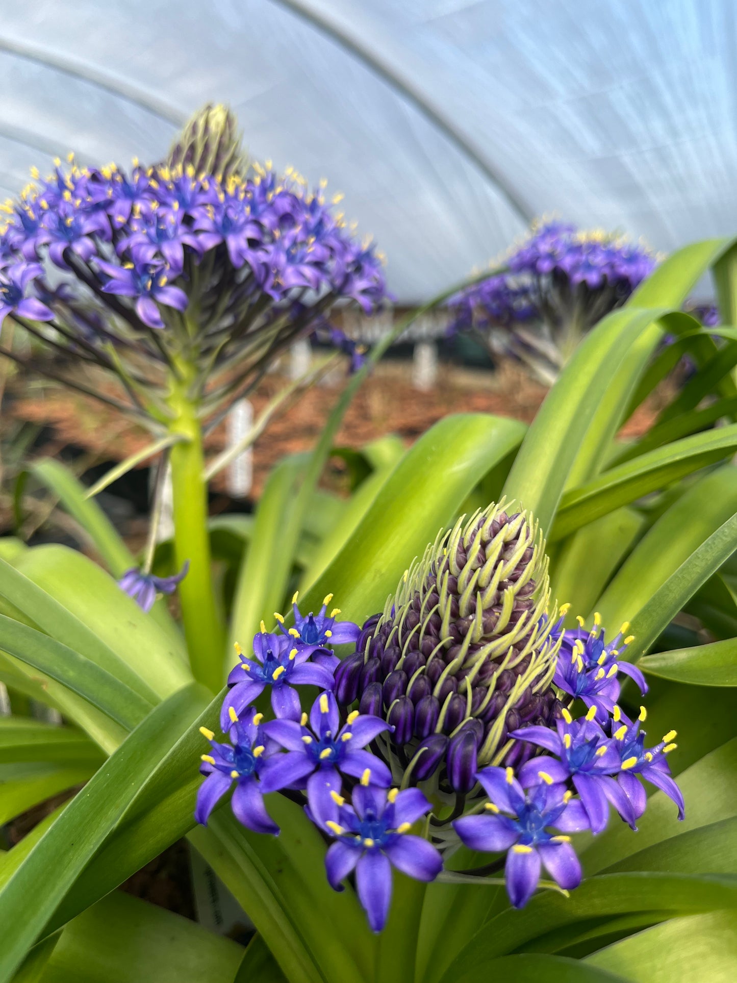 Scilla peruviana