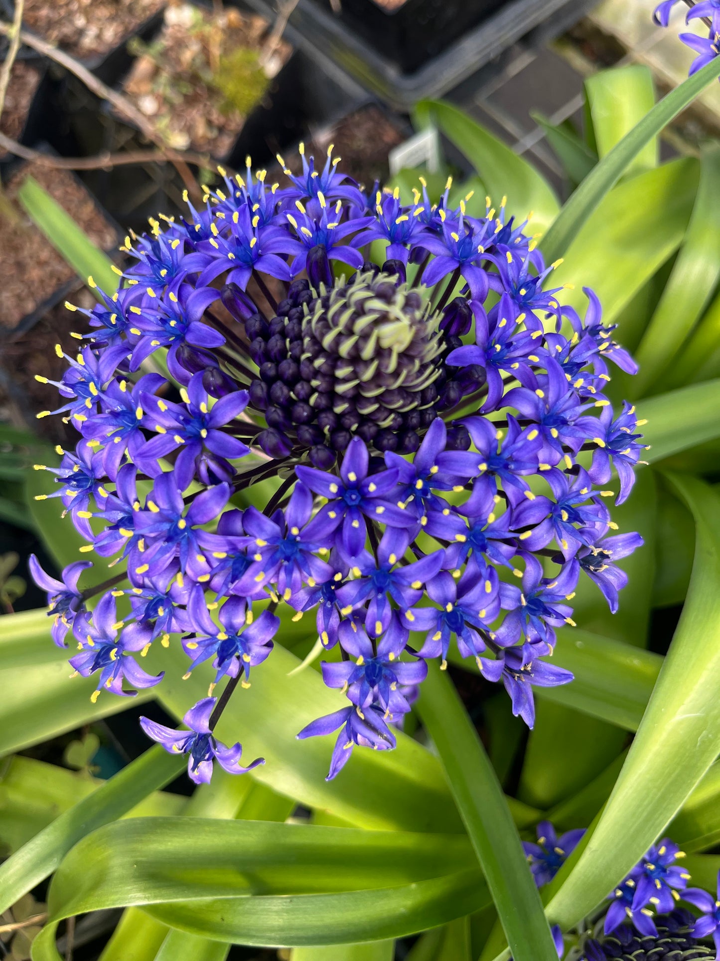 Scilla peruviana