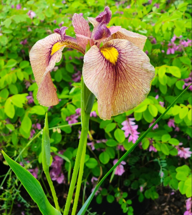 Iris pseudata ‘Yarai’