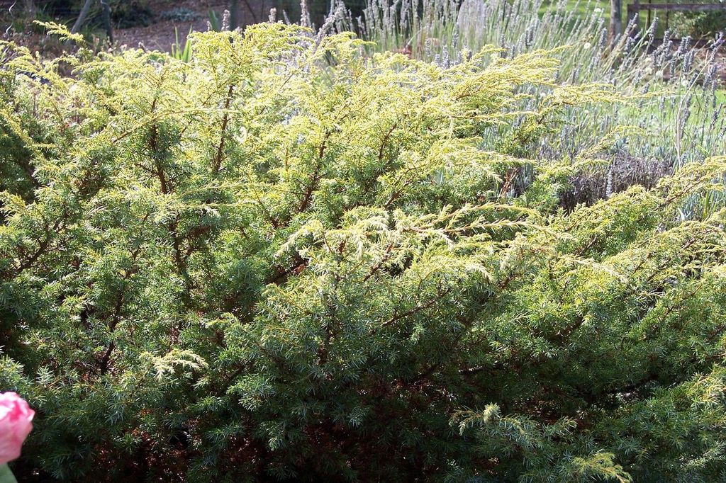 Juniperus communis ‘Depressus Aureus‘