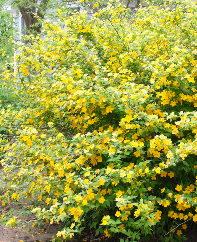 Kerria japonica