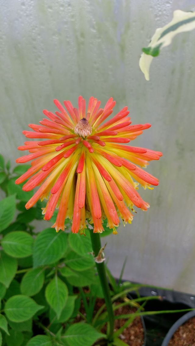 Kniphofia rooperi