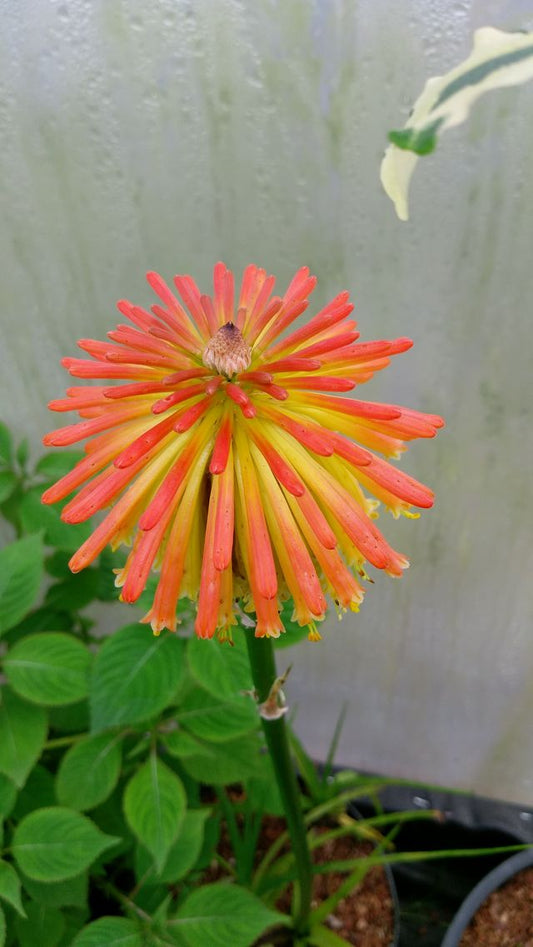 Kniphofia rooperi