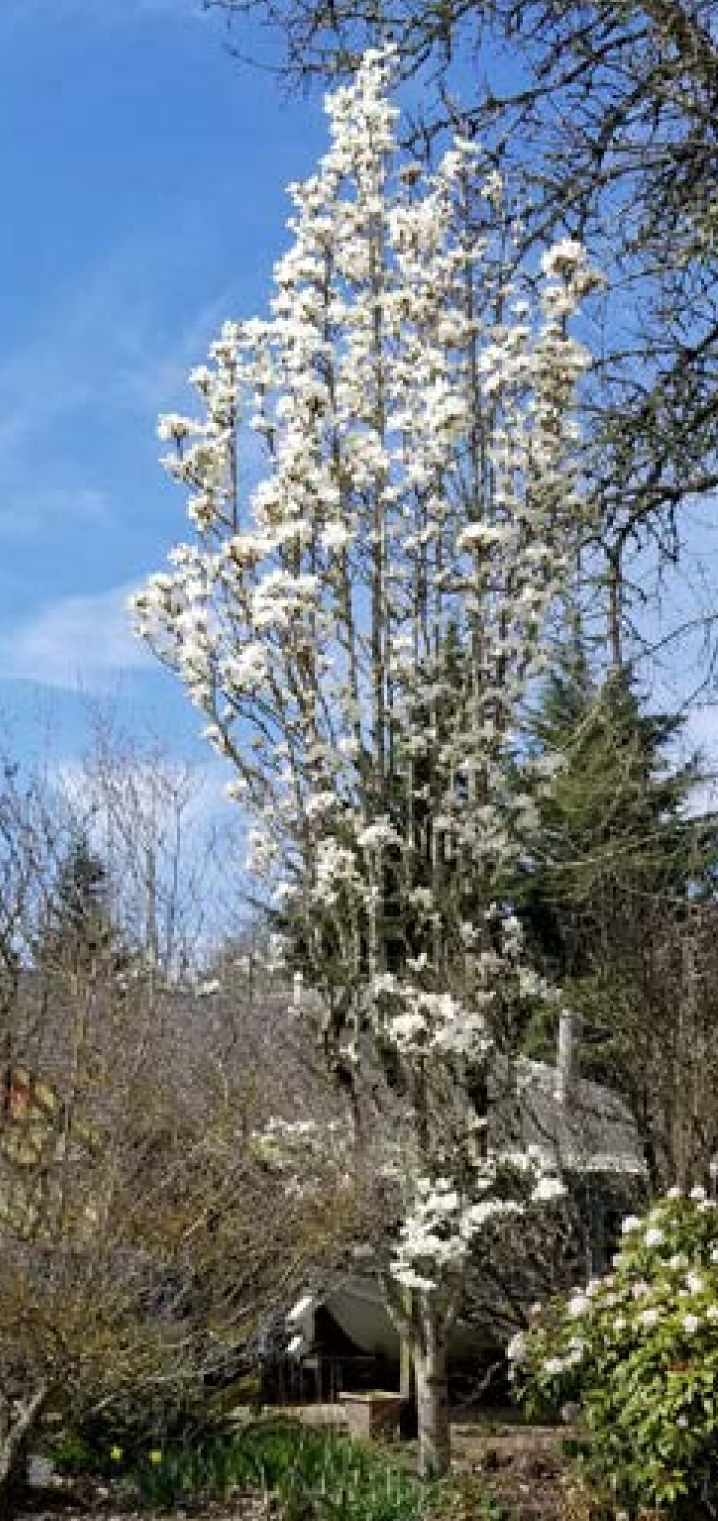 Magnoila cylindrica ‘Marilyn’s Choice’™ PP34917