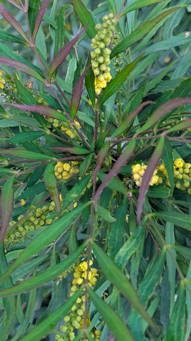 Mahonia eurybracteata