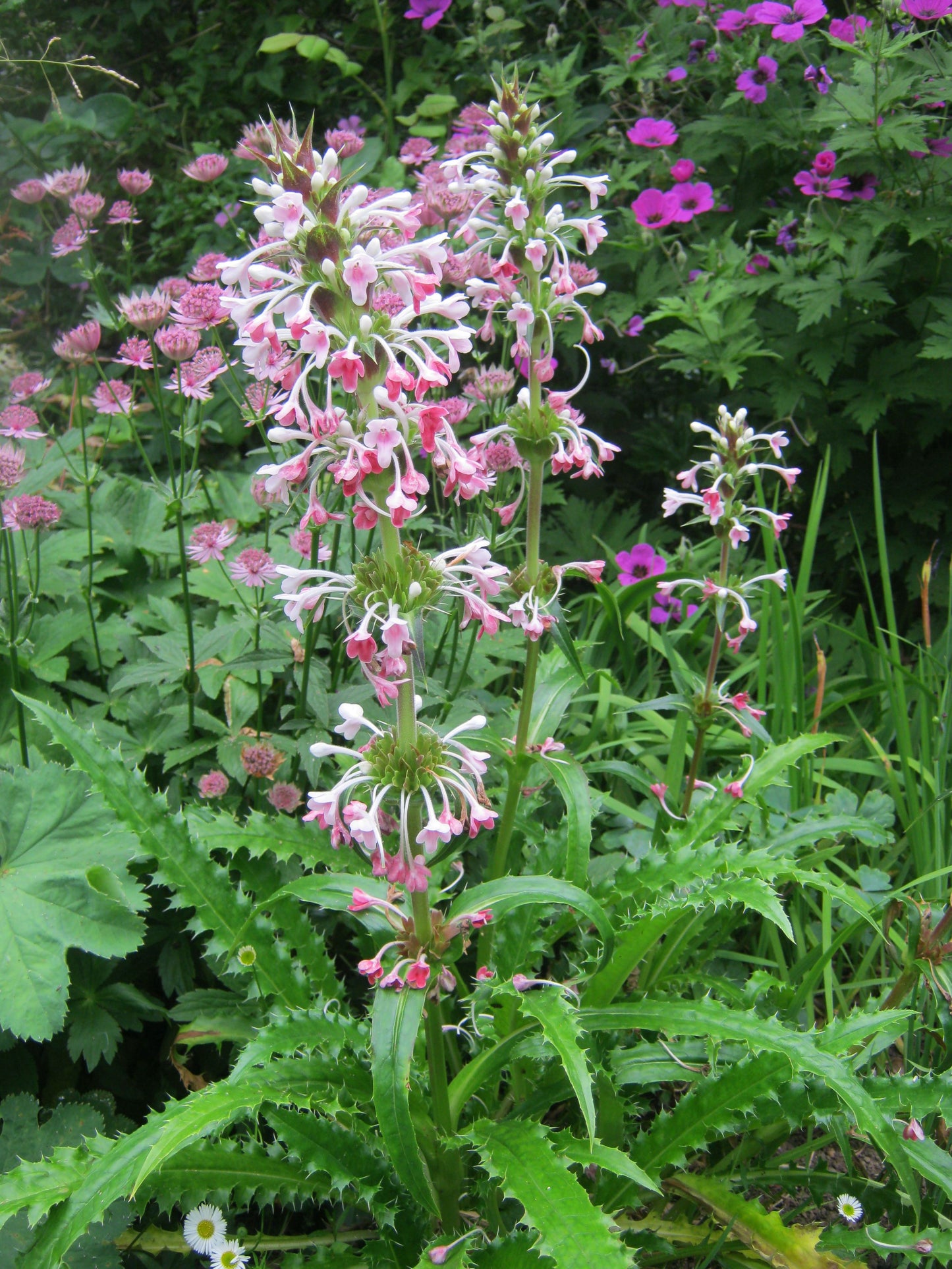 Morinia longiflora