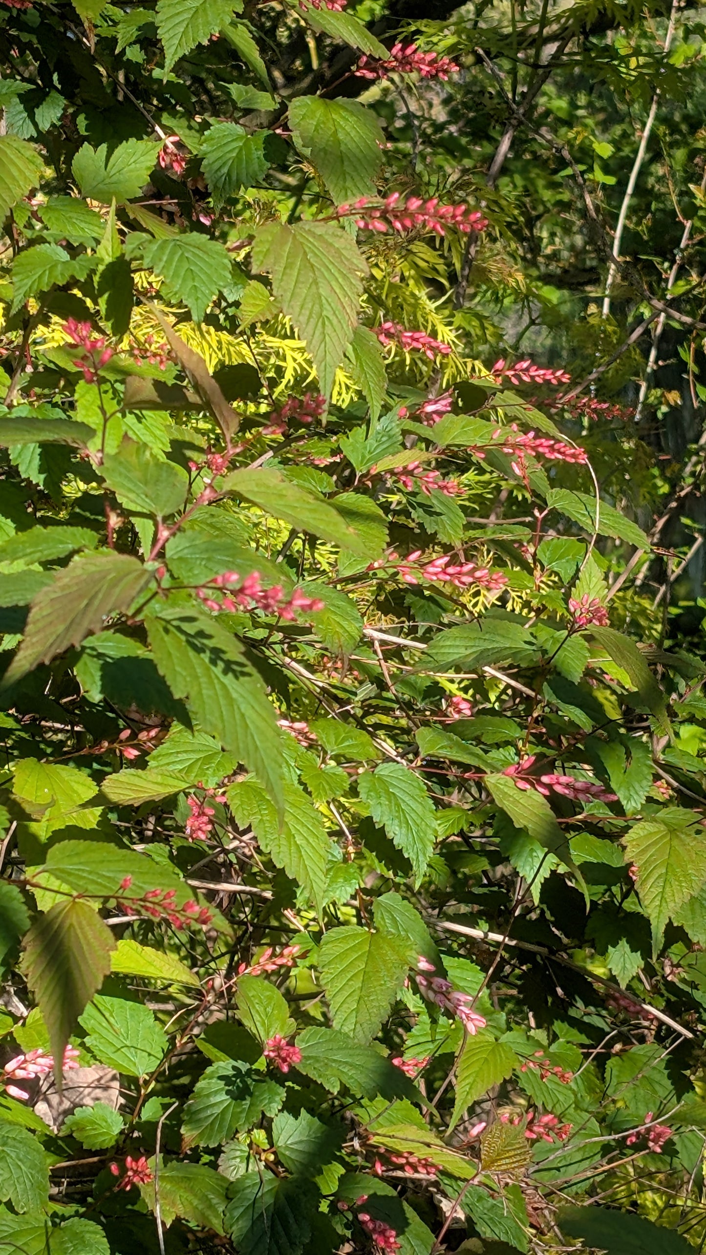 Neillia sinensis