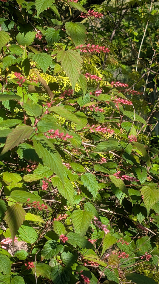 Neillia sinensis