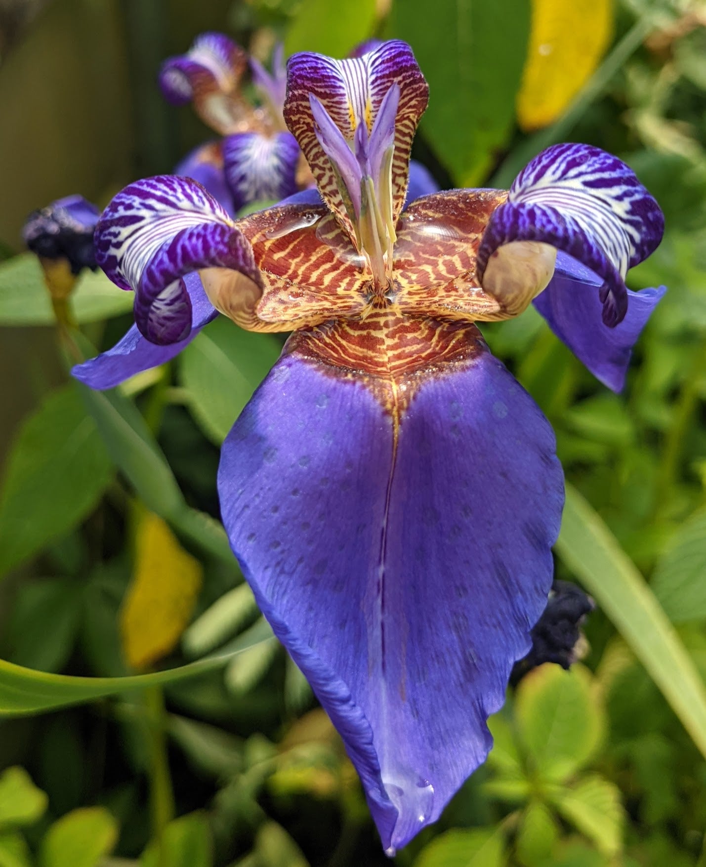 hanging iris plant Neomarica caerulea ‘Regina‘