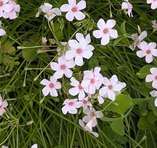 Oxalis crassipes ‘Cherry Spritzer’