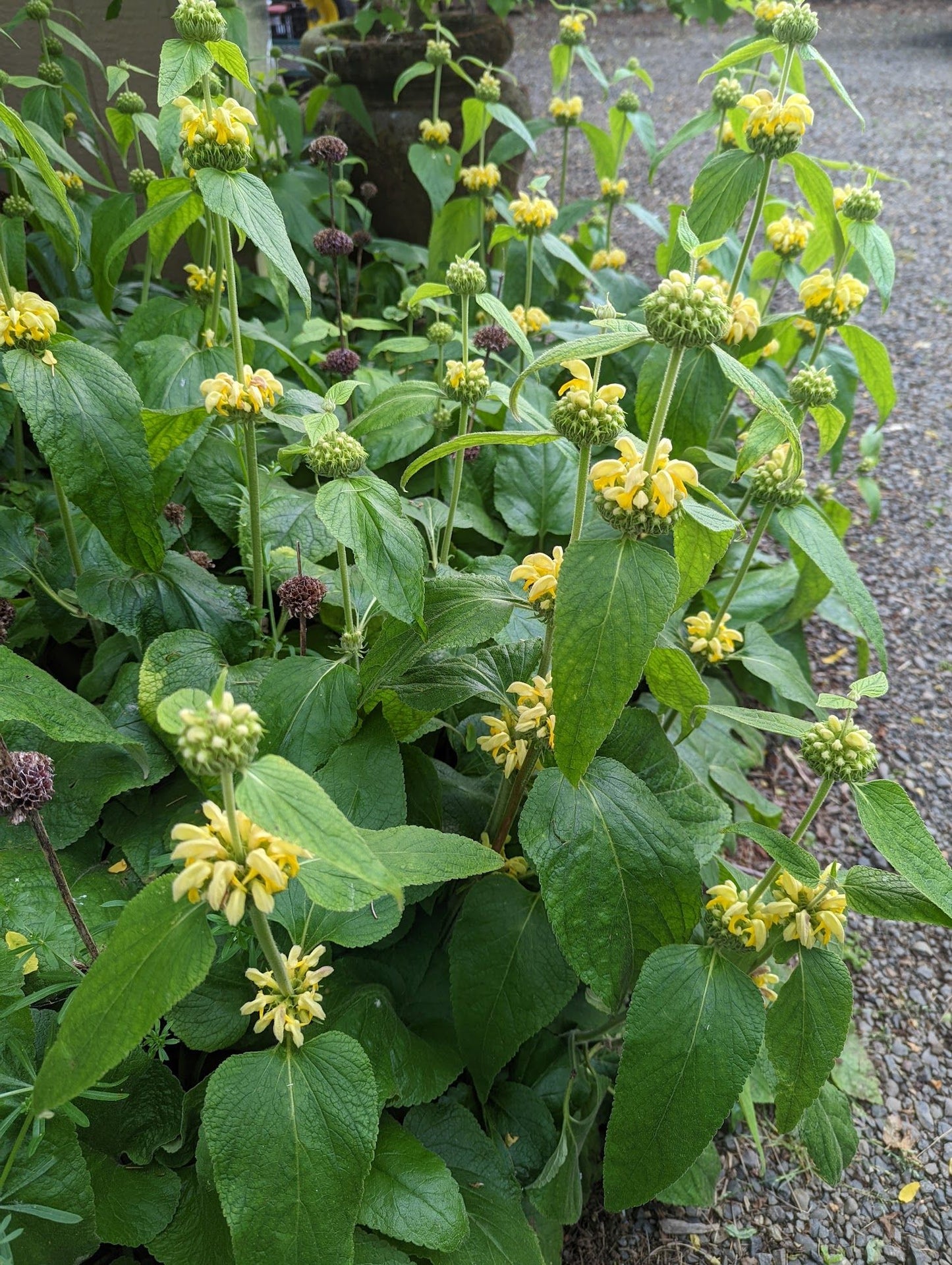 Phlomis russelliana