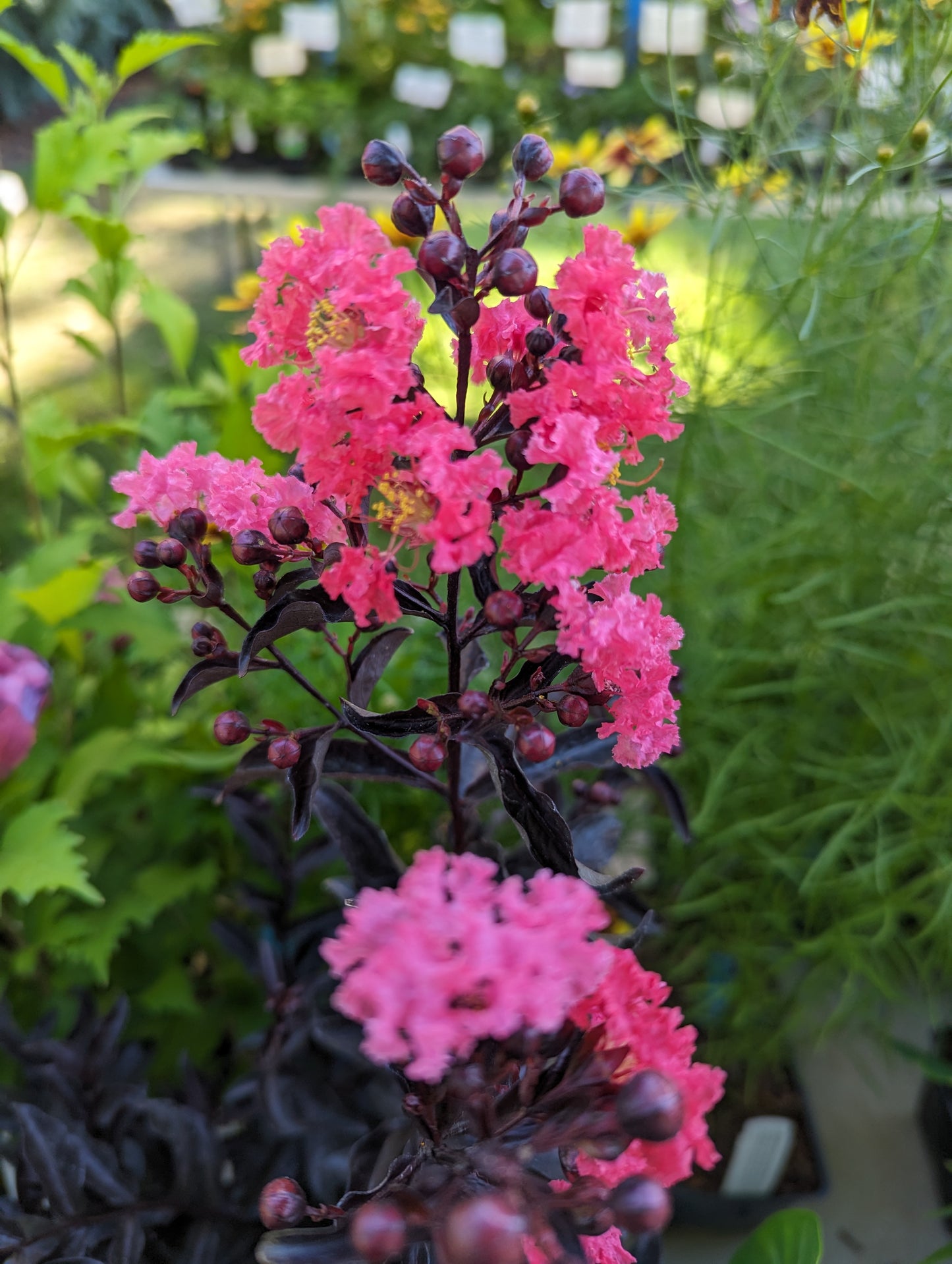 Lagerstroemia indica ‘Center Stage® Coral'