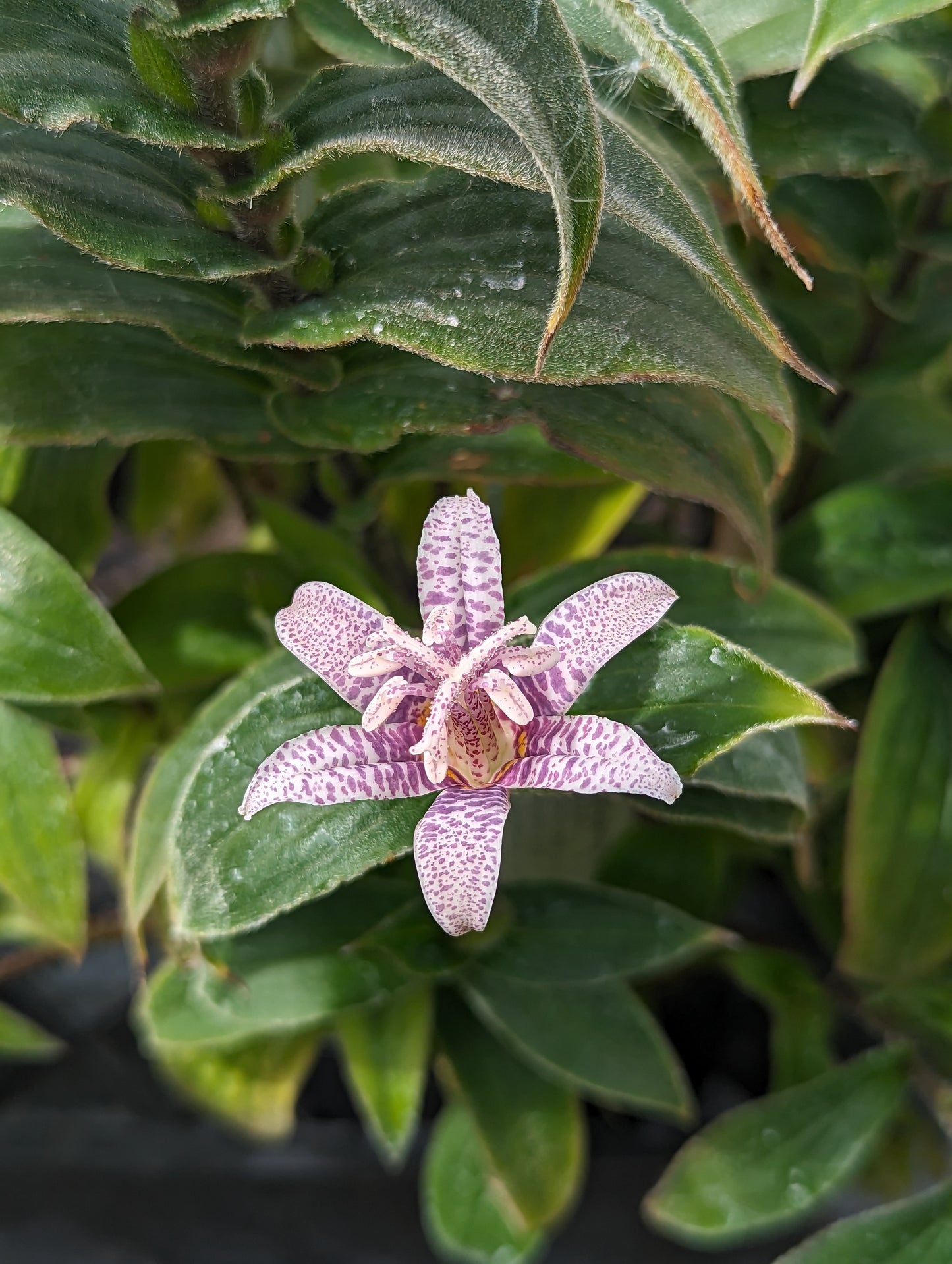 Tricyrtis hirta ‘Miyazaki’