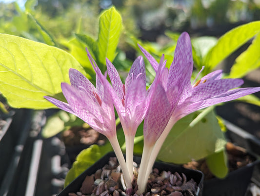 Colchicum x agrippinum