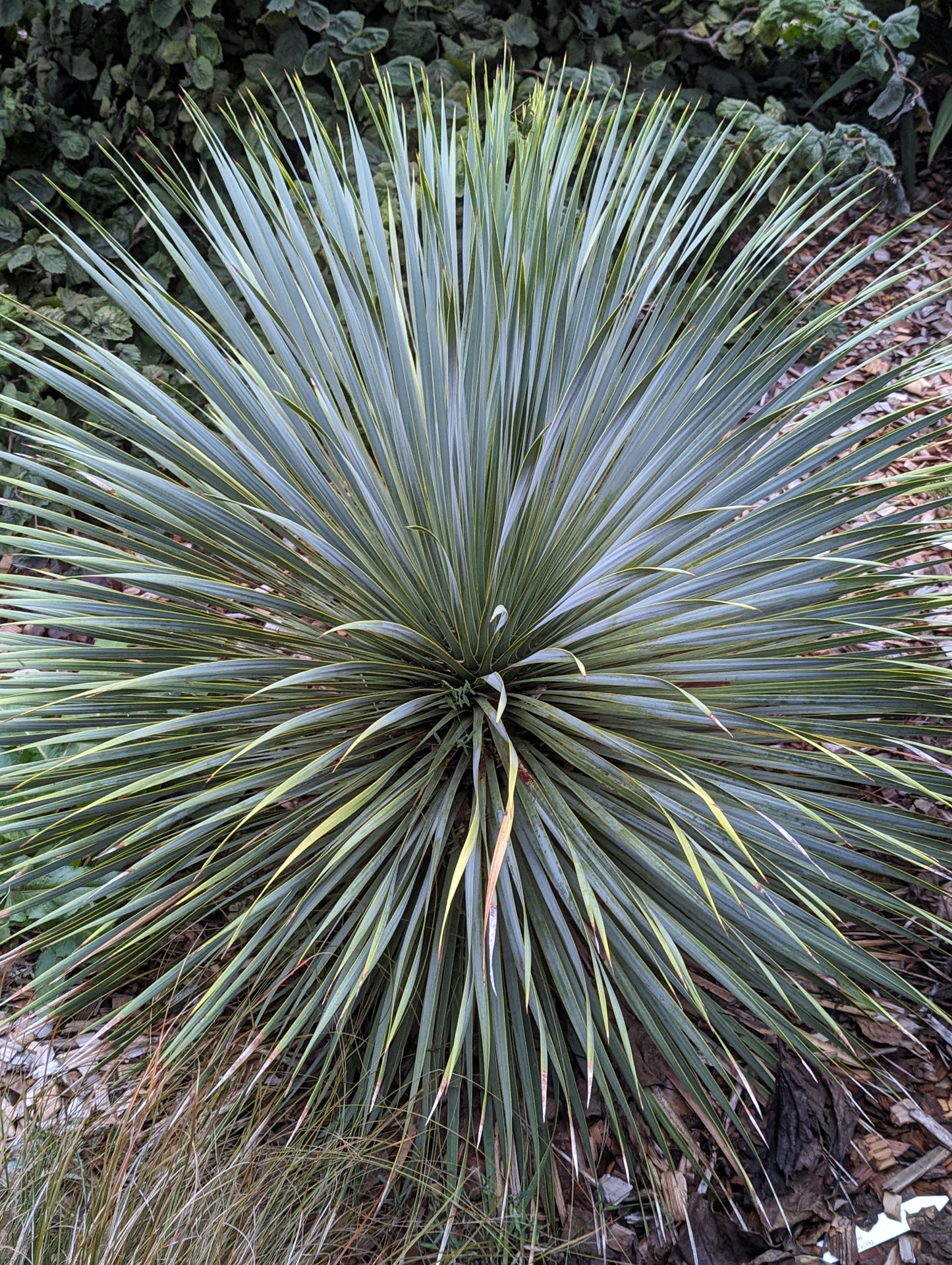 Yucca rostrata 'Sapphire Skies'