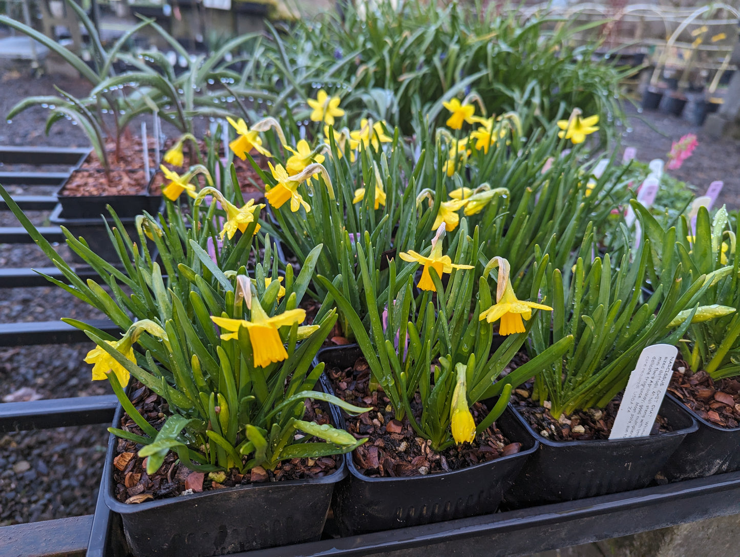 Narcissus 'Tête-à-tête'