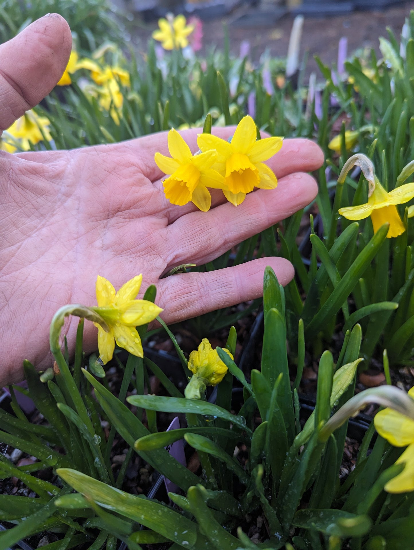 Narcissus 'Tête-à-tête'