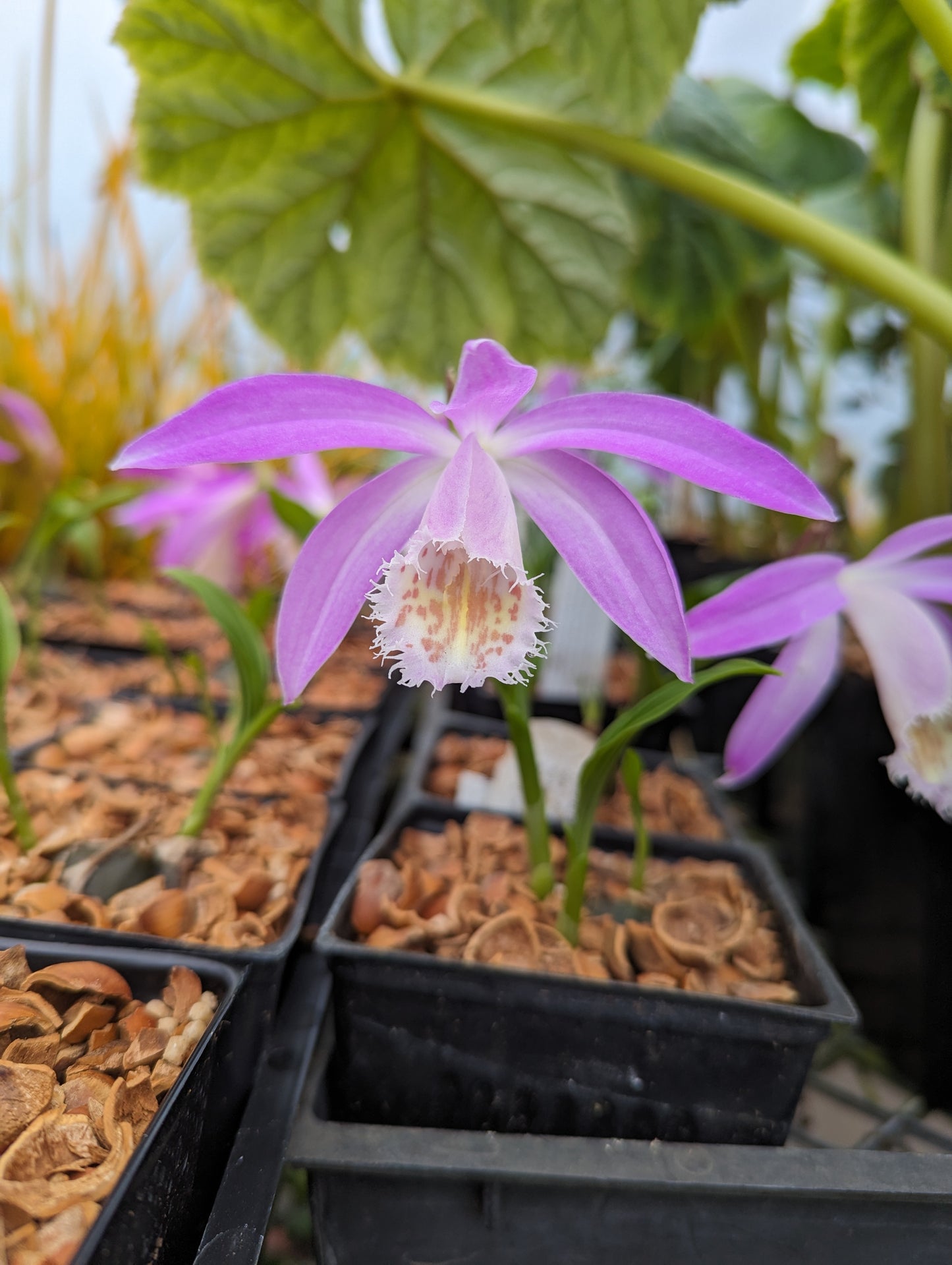 Pleione formosana